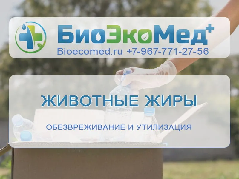 Животные жиры